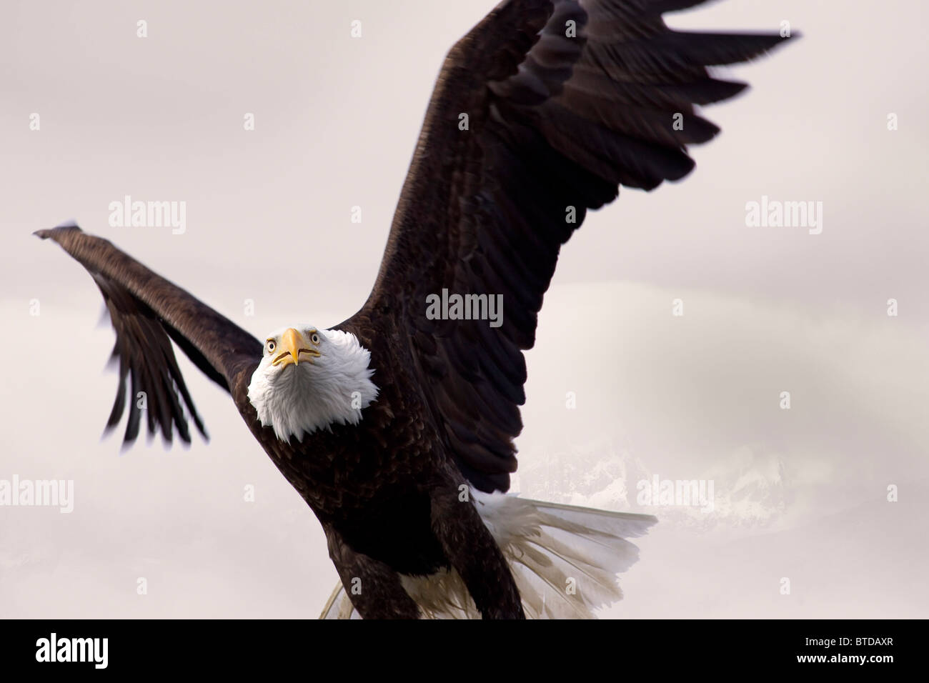 Pygargue à tête blanche en vol au dessus de la forêt nationale de Tongass en Alaska, le sud-est de l'Alaska, Winter, COMPOSITE Banque D'Images
