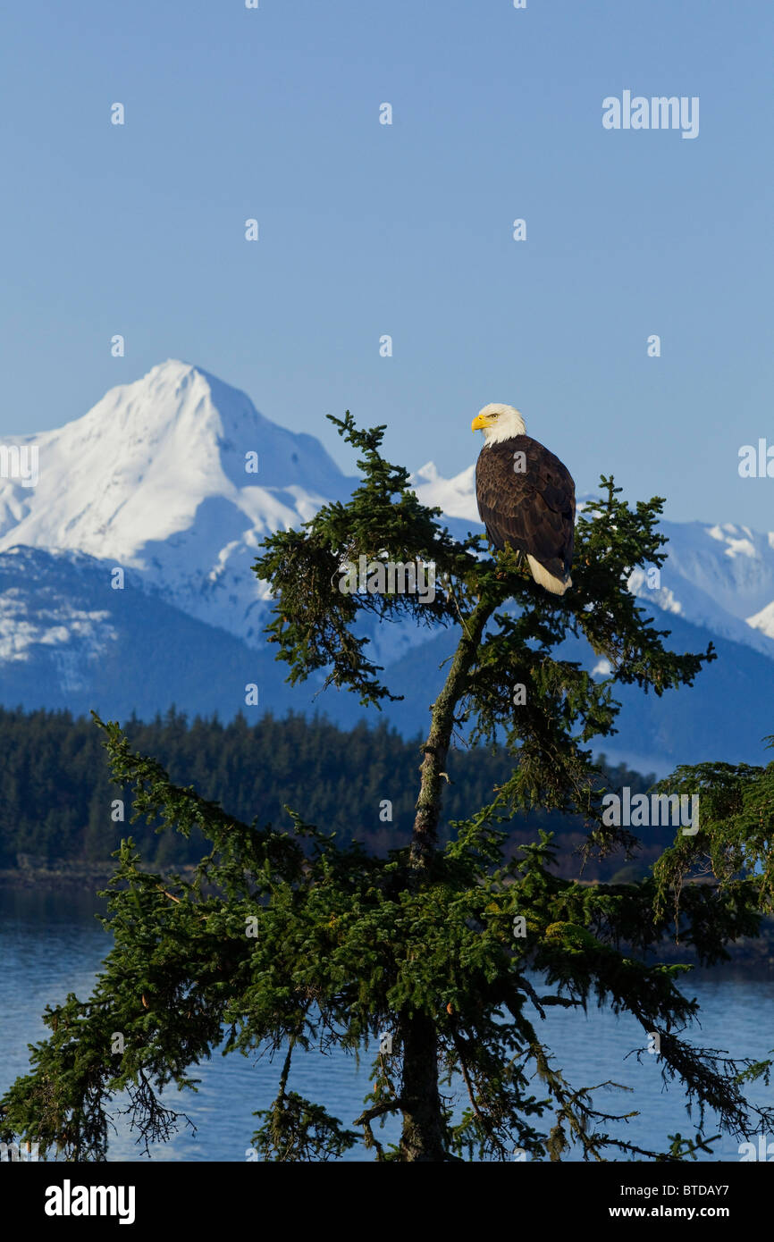 Un pygargue perchée dans un arbre de la pruche, la Forêt Nationale Tongass et enneigées de la montagnes Chilkat dans l'arrière-plan Banque D'Images