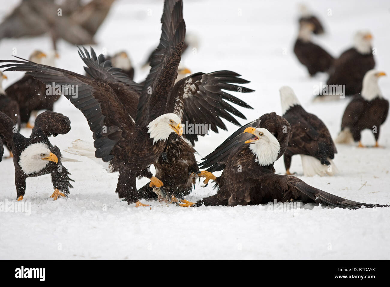 Deux aigles à tête adultes combattre sur le sol couvert de neige sur un poisson hareng Homer Spit, Homer, Kenai Peninsula, Alaska Banque D'Images