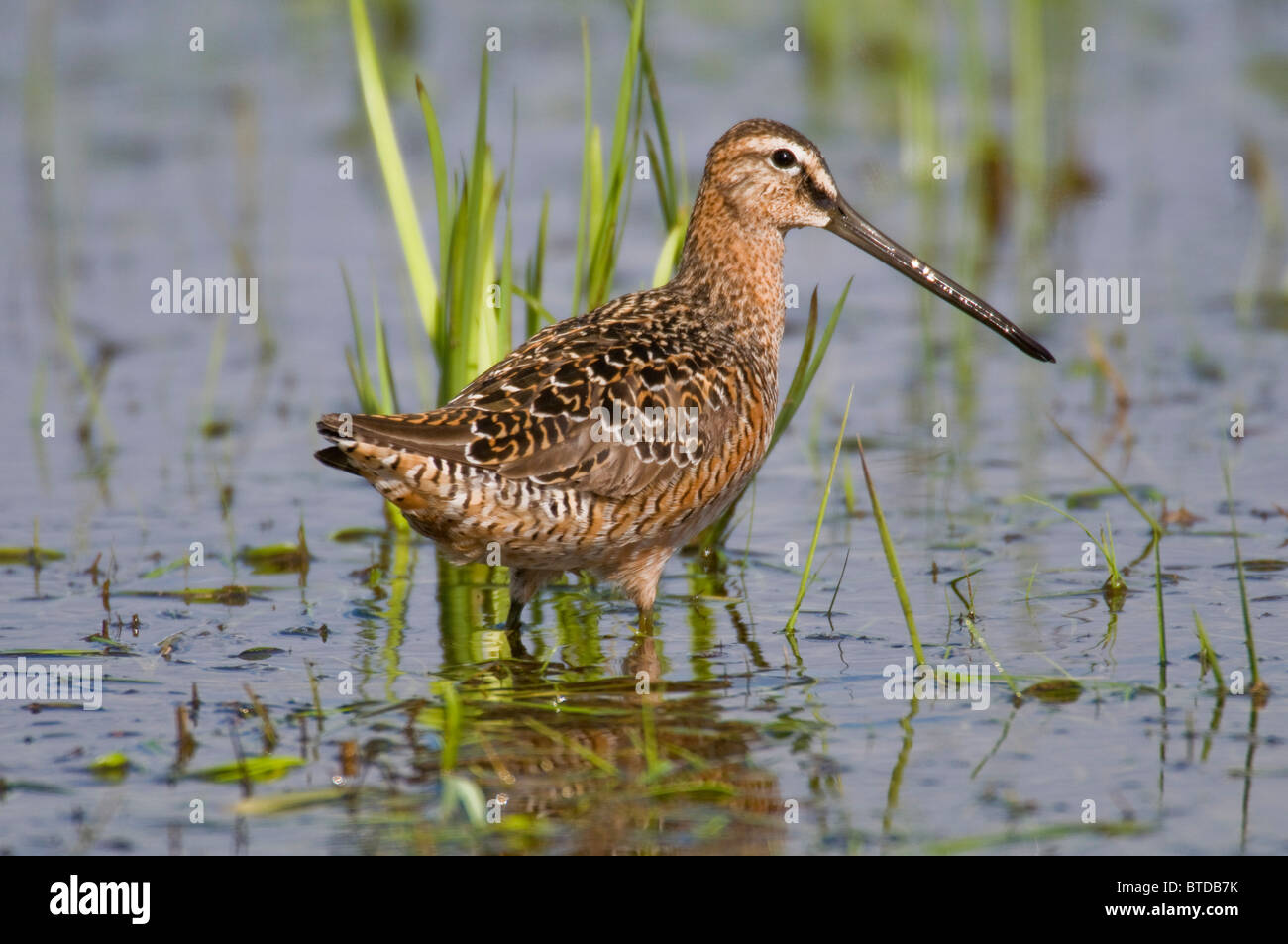 Bec long se trouve dans le champ de l'écrémeuse à marais des oiseaux aquatiques migrateurs Refuge, Fairbanks, Alaska, l'été Banque D'Images