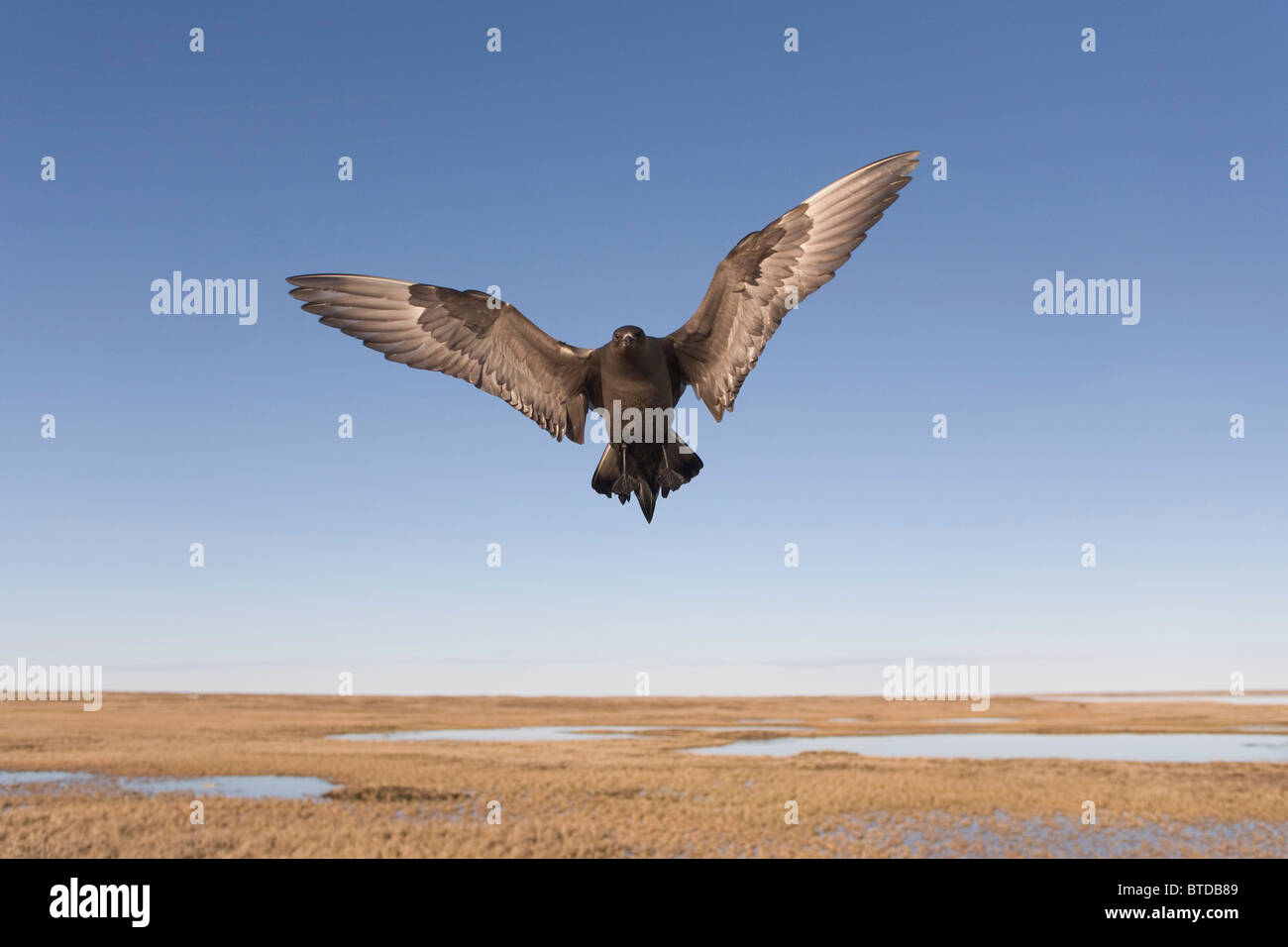 En phase parasitaire Jaeger sombre en vol de défendre son territoire de nidification, plaine côtière de l'Arctique, l'Alaska, Réserve nationale de pétrole Banque D'Images