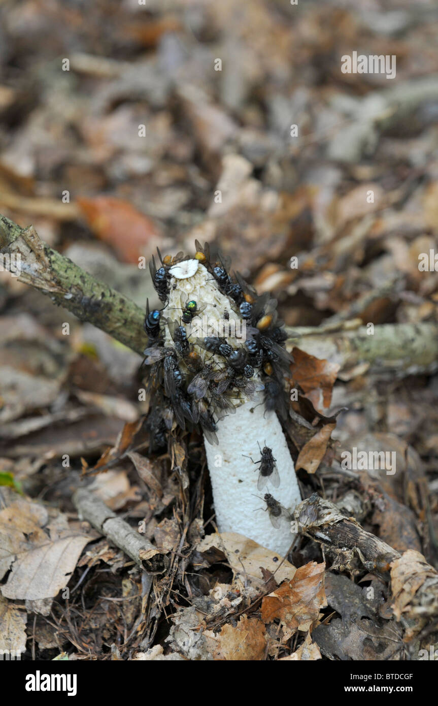 Stinkhorm Phallus impudicus (champignon) de mouches qui se dispersent les spores Banque D'Images