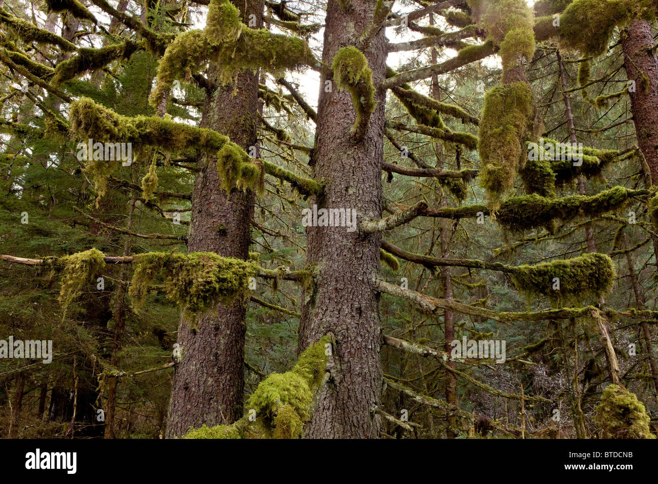 Moss est suspendu aux branches des vieux peuplements de pruches et de l'épinette dans la forêt nationale de Tongass, le passage de l'Intérieur, de l'Alaska, l'été Banque D'Images
