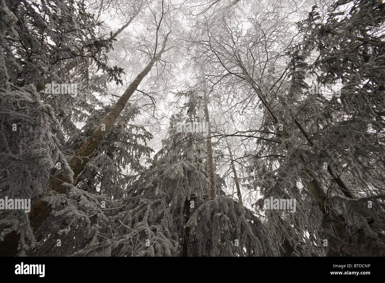 Givre sur les bouleaux et conifères à Fédération de Jack Park Golf Course à Anchorage, Southcentral Alaska, Winter Banque D'Images