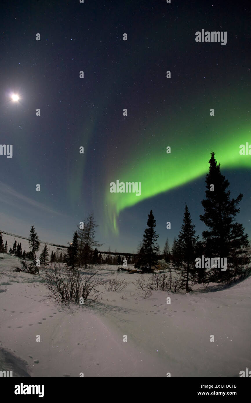 Vue grand angle vert de Northern Lights (aurores boréales) contre un ciel de lune dans le parc national du Mont-Riding, au Manitoba, Canada Banque D'Images