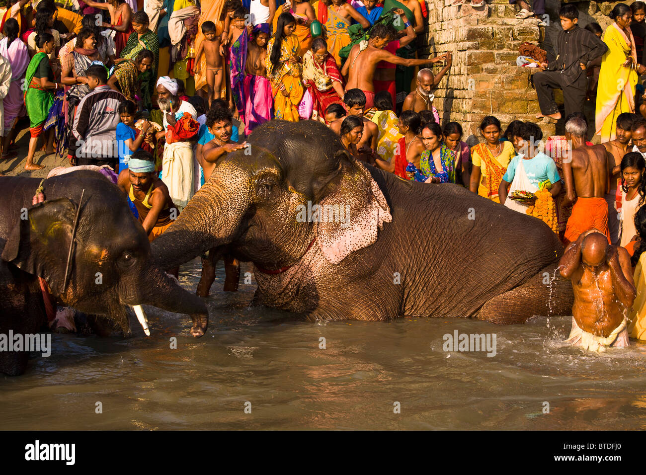 Les éléphants et pèlerins partagent le Gandak banques pour se baigner et boire de l'eau au cours de la mois de Sonepur juste à proximité de l'animal Banque D'Images