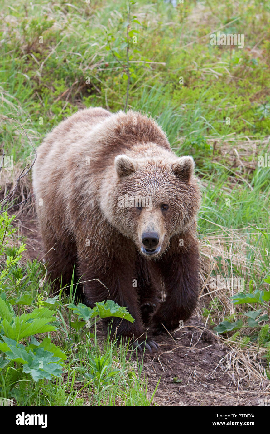 Ours brun adultes promenades le long d'un sentier près du ruisseau Mikfik, McNeil River State Game Sanctuary, sud-ouest de l'Alaska, l'été/n Banque D'Images