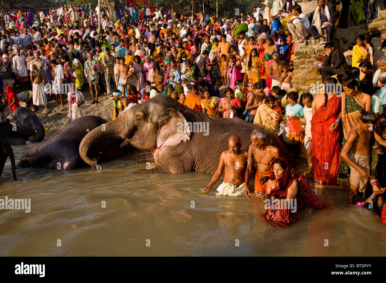 Les éléphants et pèlerins partagent le Gandak banques pour se baigner et boire de l'eau au cours de la mois de Sonepur juste à proximité de l'animal Banque D'Images