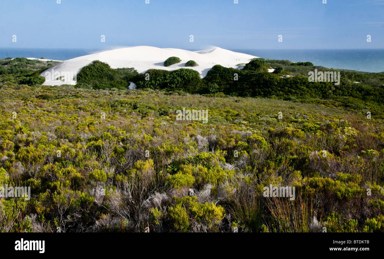 Scène de Fynbos avec une dune de sable et l'océan en arrière-plan Banque D'Images
