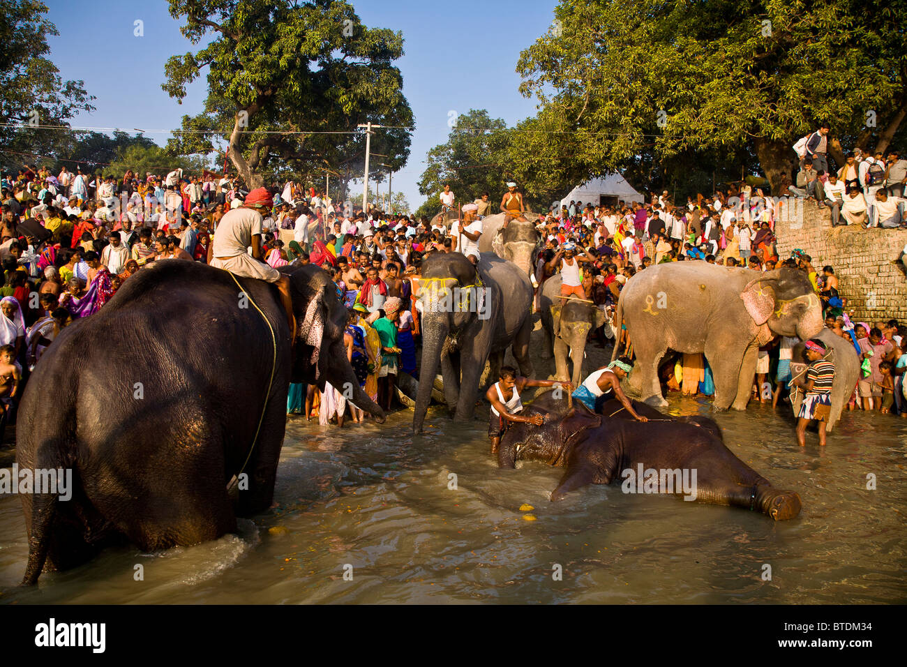 Les éléphants et pèlerins partagent le Gandak banques pour se baigner et boire de l'eau au cours de la mois de Sonepur juste à proximité de l'animal Banque D'Images