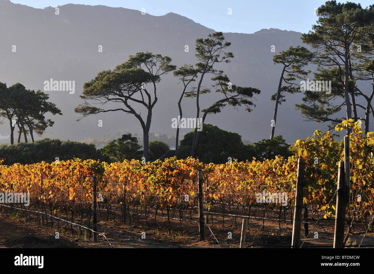 Groot Constantia Vignoble d'arbres en arrière-plan Banque D'Images