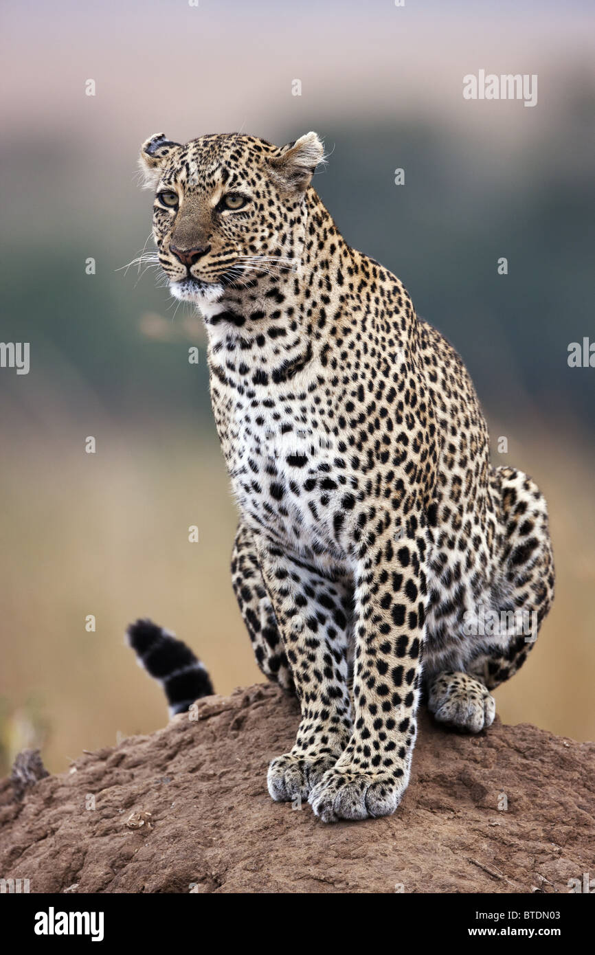 Leopard (Panthera pardus) à l'aide d'termitière comme point de vue, le Masai Mara National Reserve. Kenya Banque D'Images