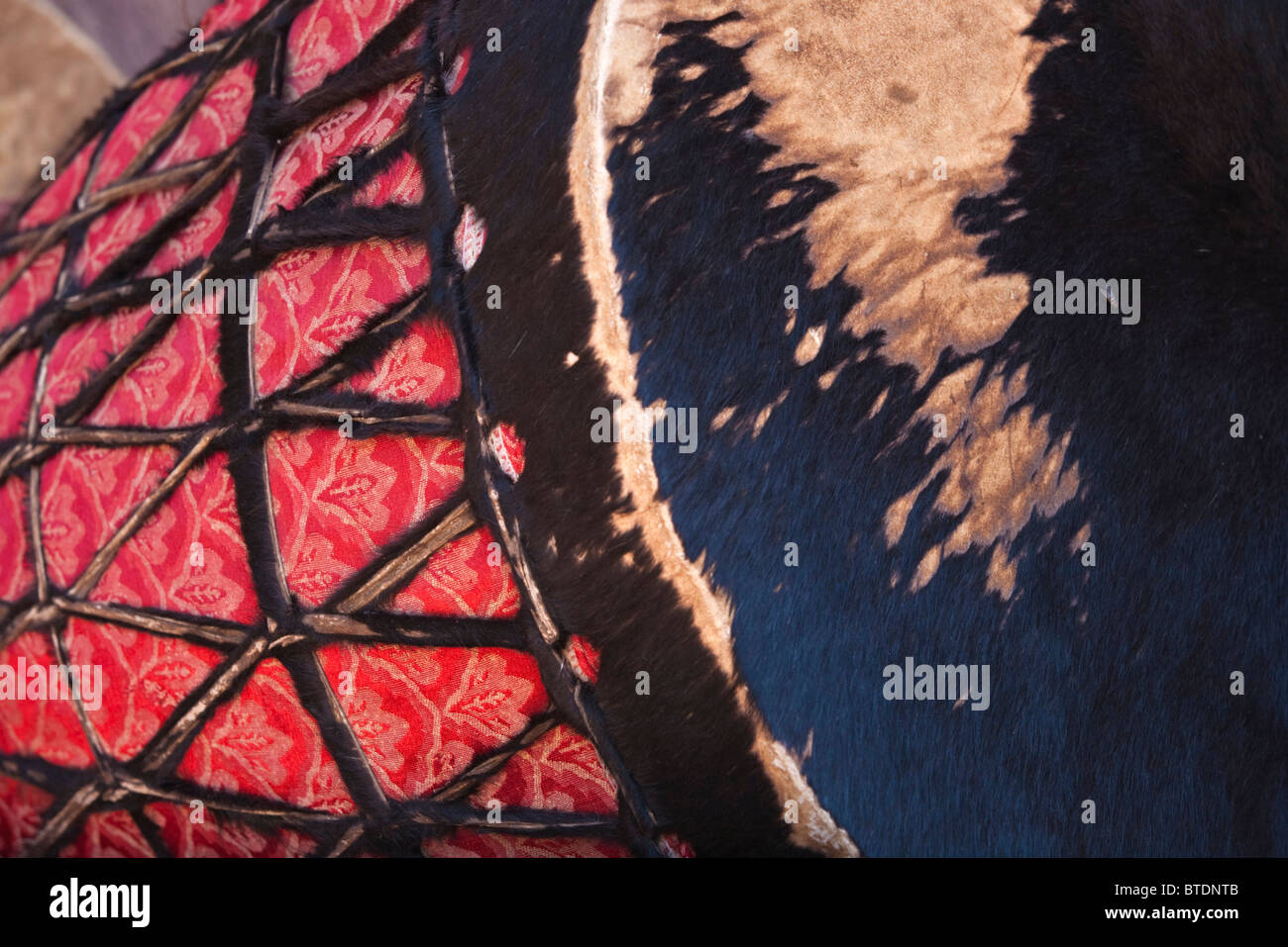 Tambour de cérémonie d'un détail de l'église creusées dans le roc, Beta Medhane Alem (Maison du Sauveur du monde) Banque D'Images