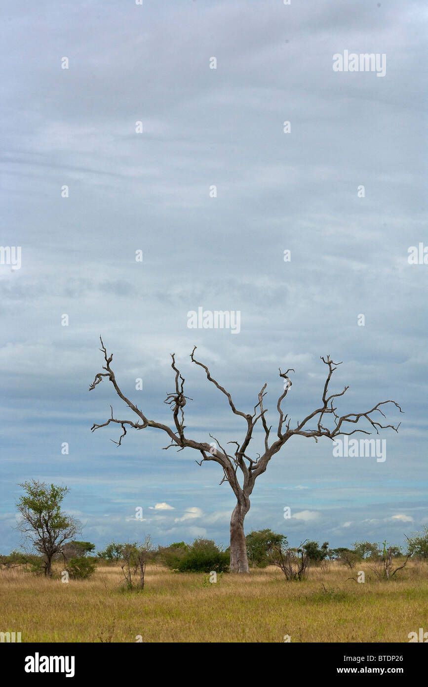 Un arbre sans feuilles et branches sèches avec un ciel nuageux au-dessus Banque D'Images