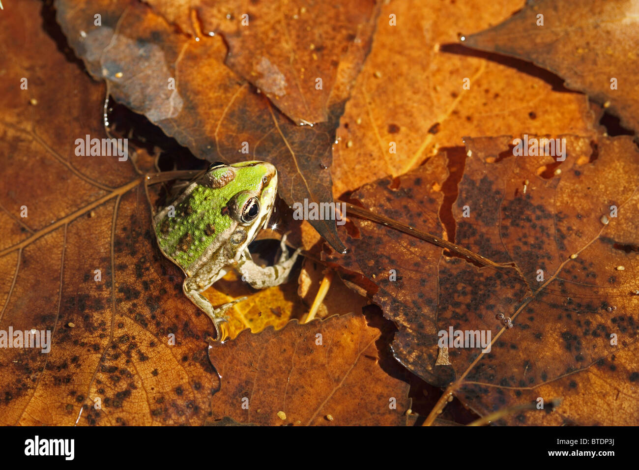 Grenouille des marais (Rana ridibunda) Banque D'Images