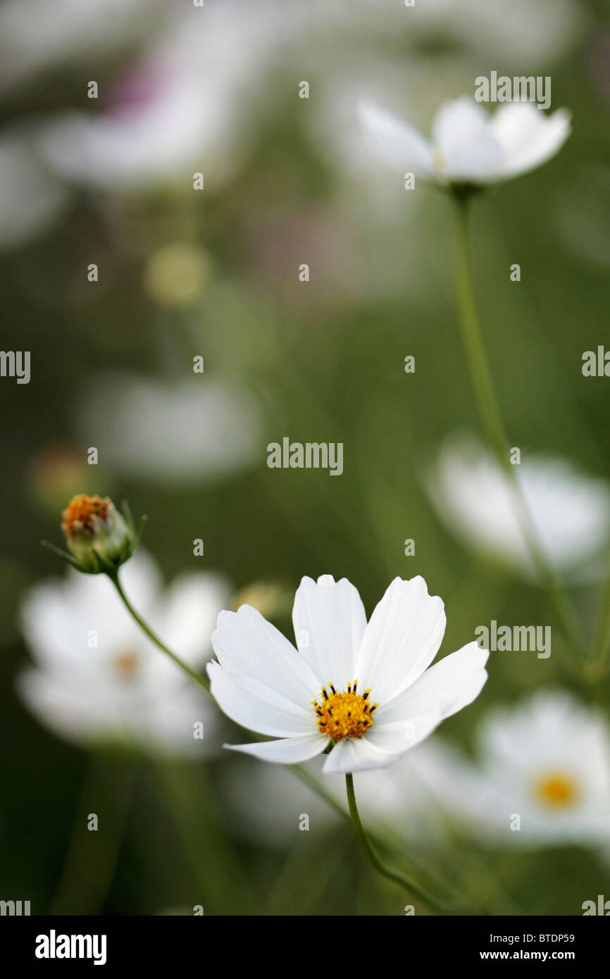 Un portrait d'une floraison blanche fleur cosmos Banque D'Images