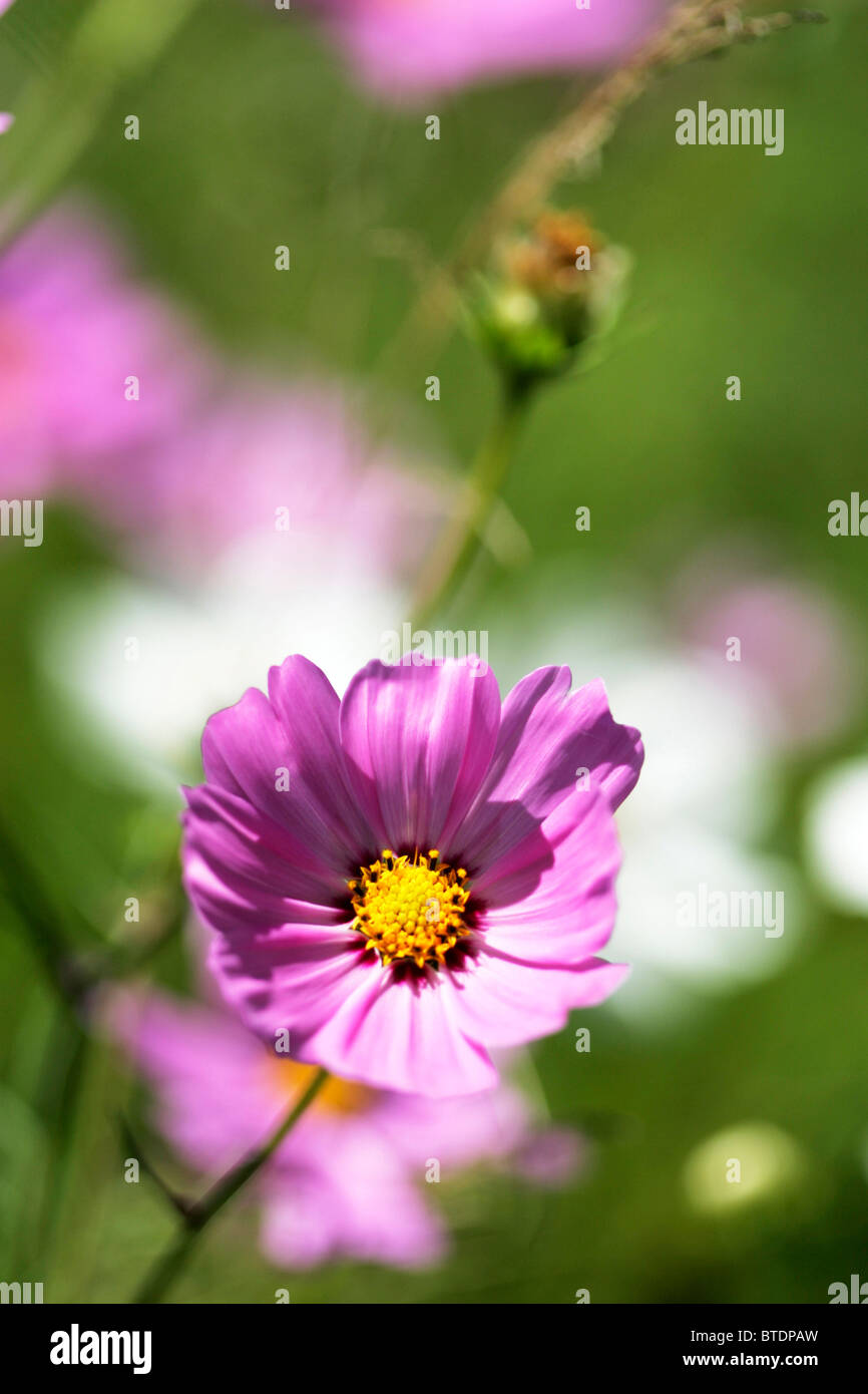 Un gros plan d'une fleur cosmos lilas Banque D'Images