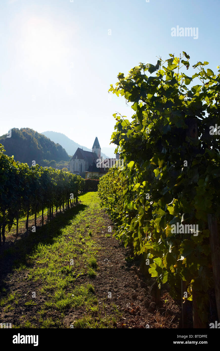 Vignoble avec église, Wachau, Autriche Banque D'Images