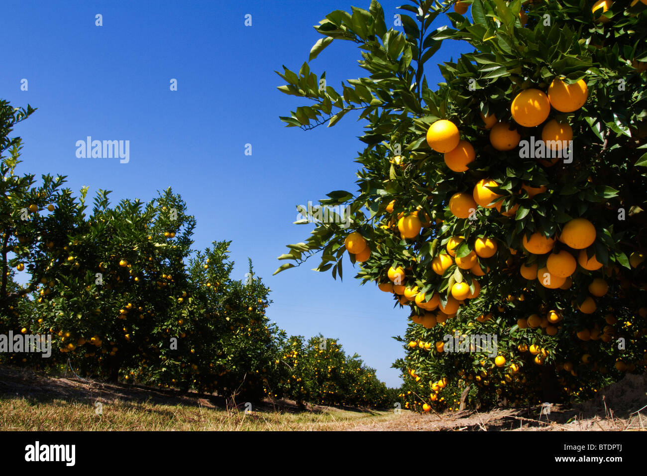 Des grappes de l'oranger (Citrus sinensis) suspendues à des arbres dans un verger Banque D'Images