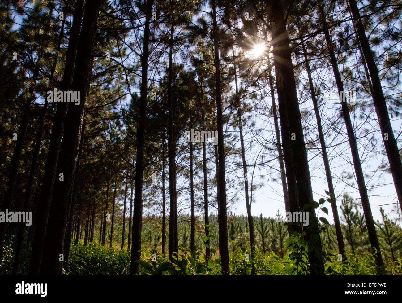 Vue depuis l'intérieur d'une plantation de pins montrant le soleil filtrant à travers les sommets des grands pins Banque D'Images