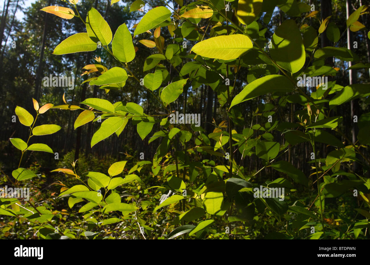 Les feuilles d'eucalyptus rétro-éclairé dans une forêt de gomme Banque D'Images