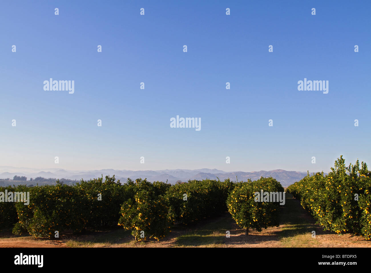 Vue panoramique d'un verger d'agrumes Lowveld avec fruits mûrs dans les arbres Banque D'Images