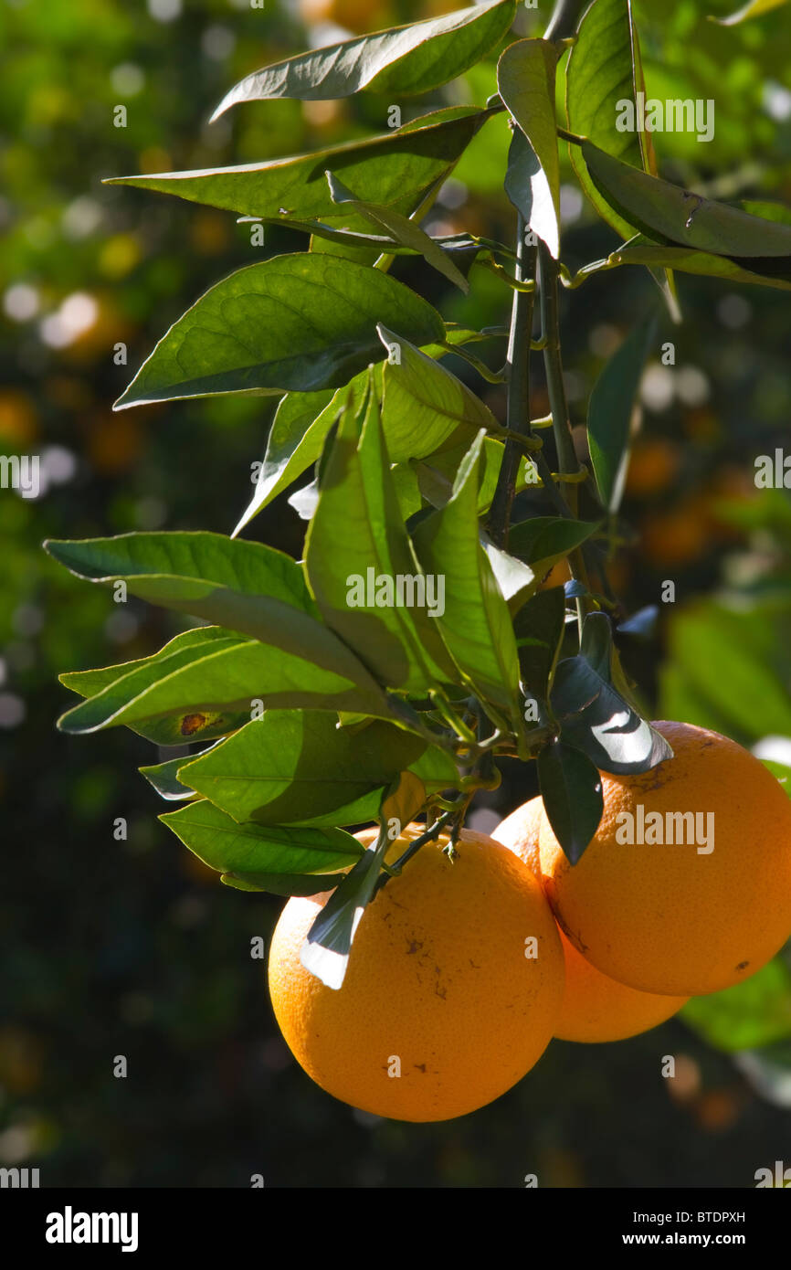 L'oranger (Citrus sinensis) suspendu à une branche Banque D'Images