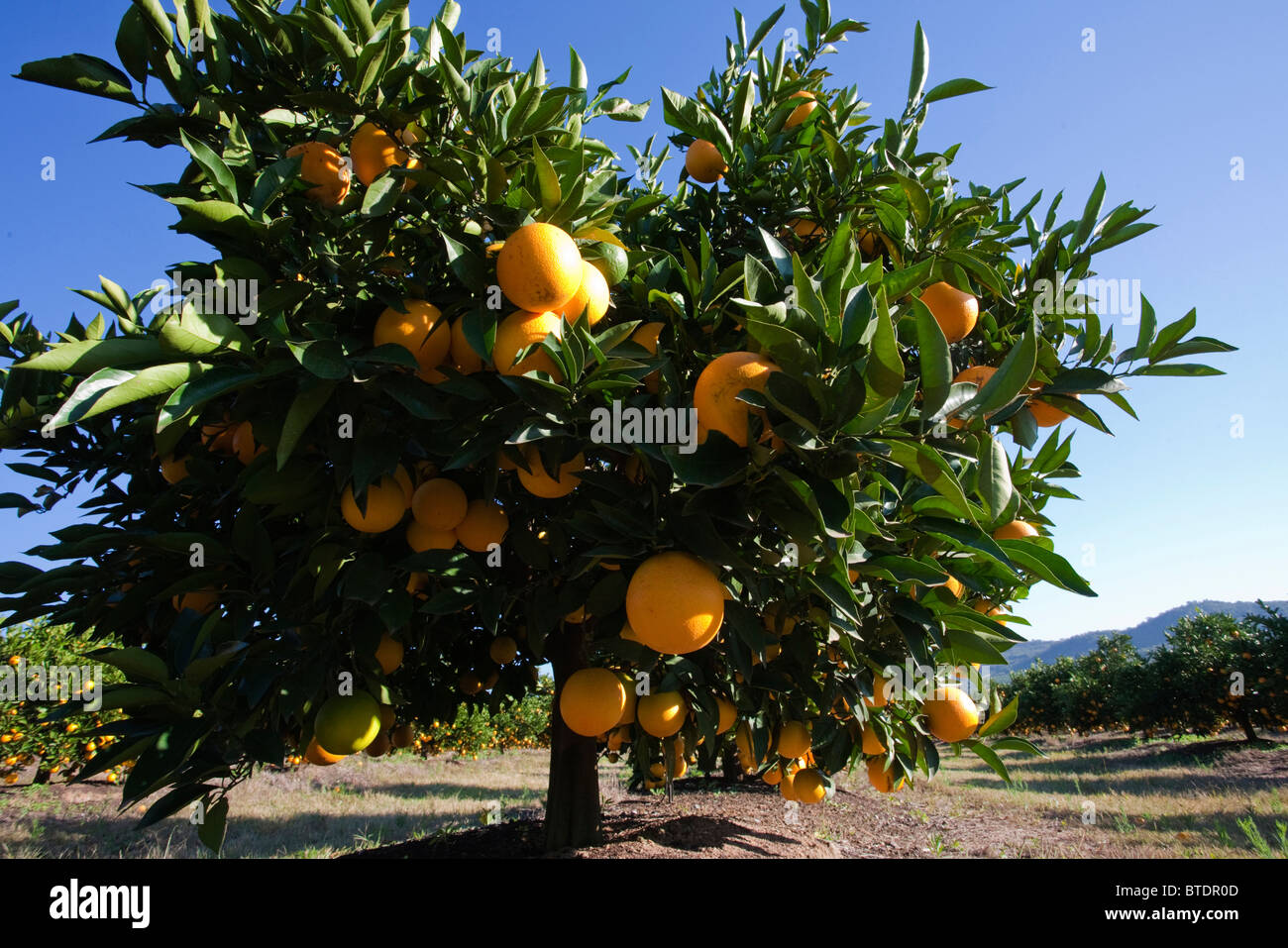 Vue panoramique de jeunes arbres d'orange avec des oranges, lourdement chargé, Banque D'Images