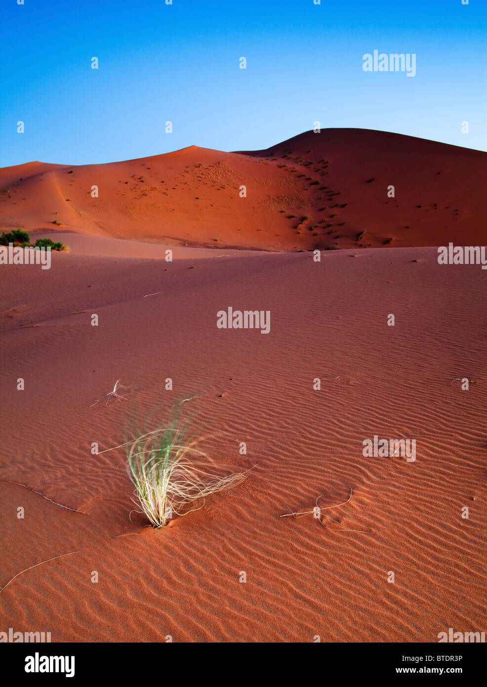 Brins d'herbe qui souffle dans la brise dans le désert du Sahara Banque D'Images