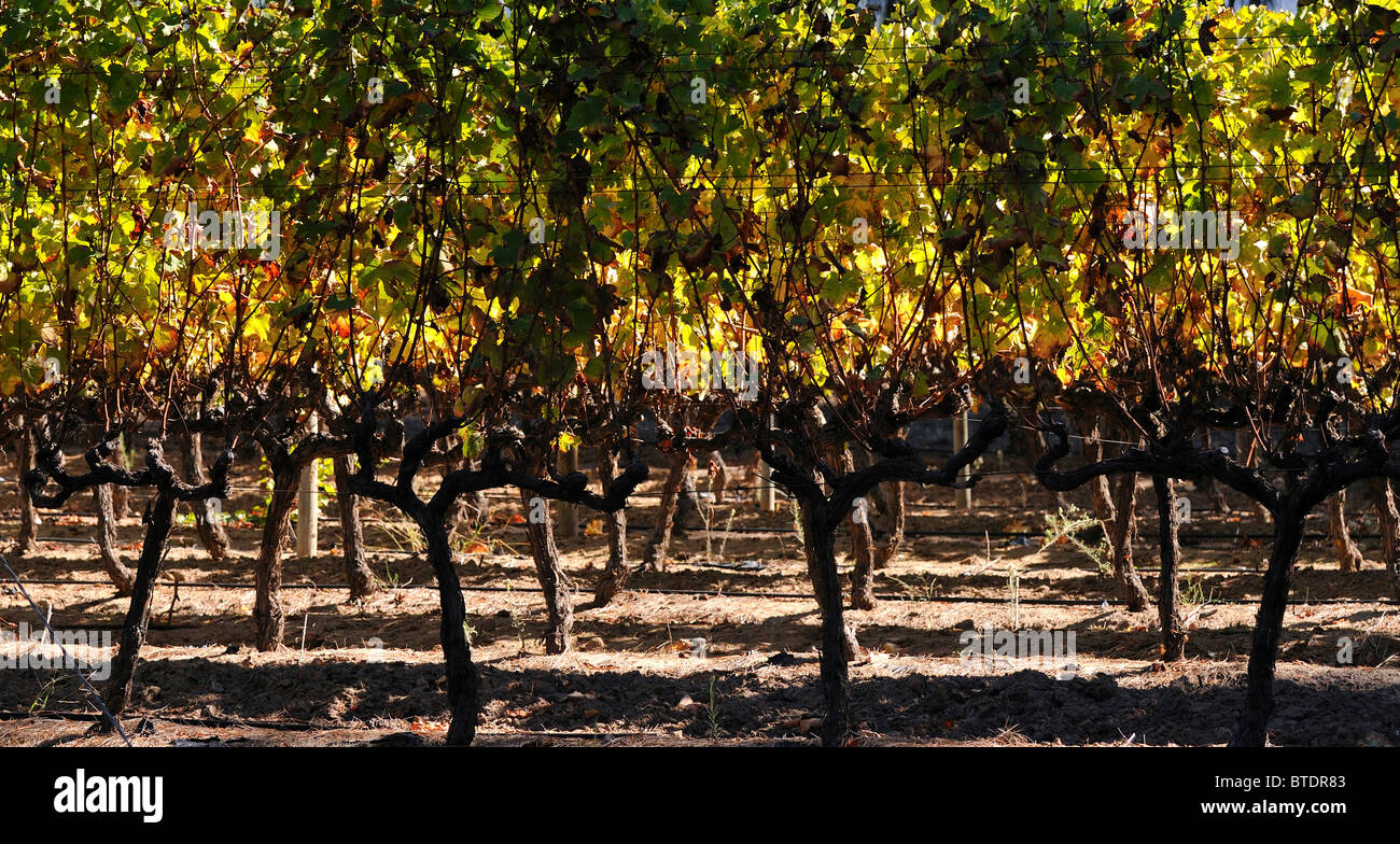 Des vignes dans un vignoble Banque D'Images