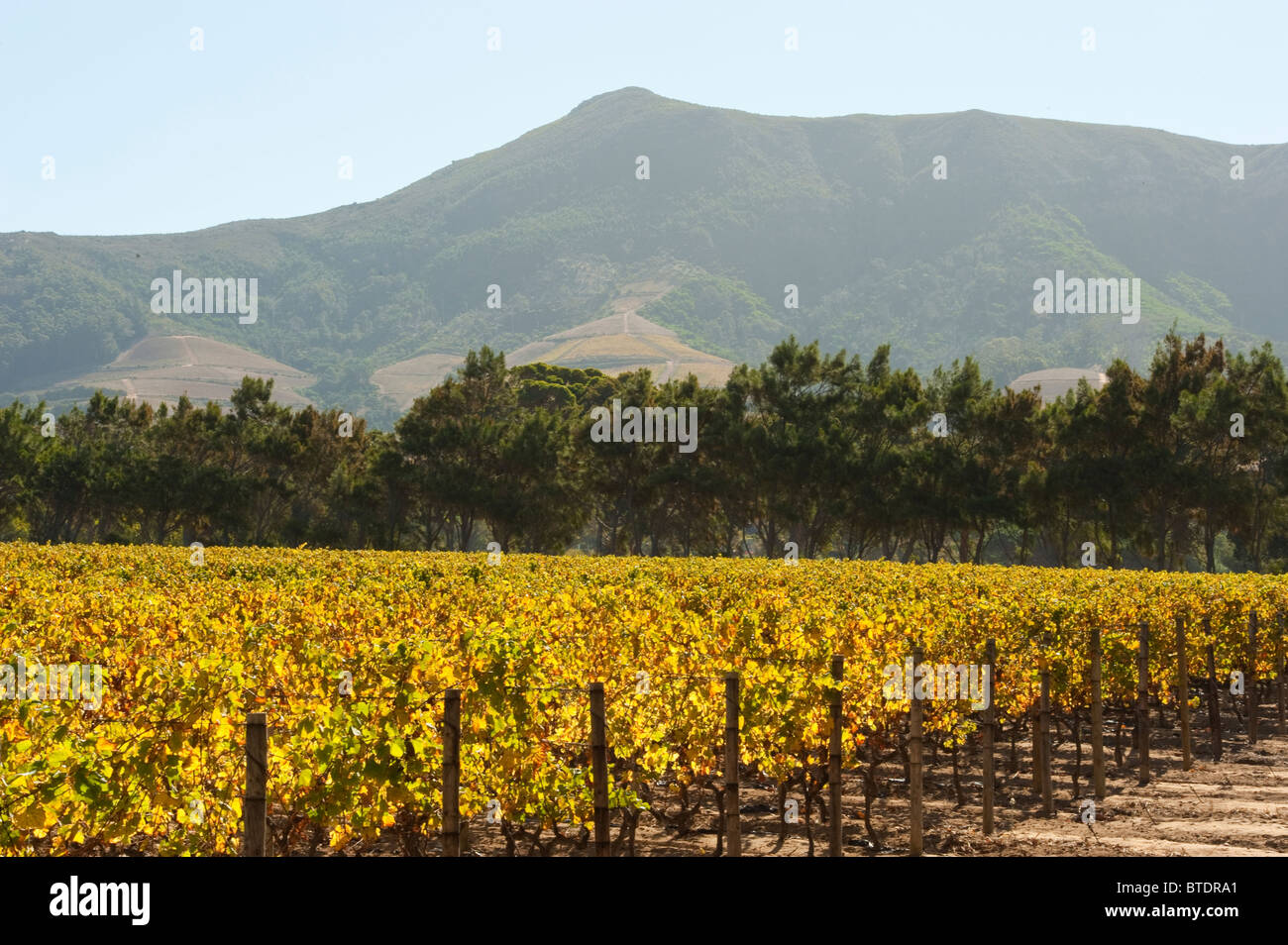 Vignoble d'arbres en arrière-plan Banque D'Images