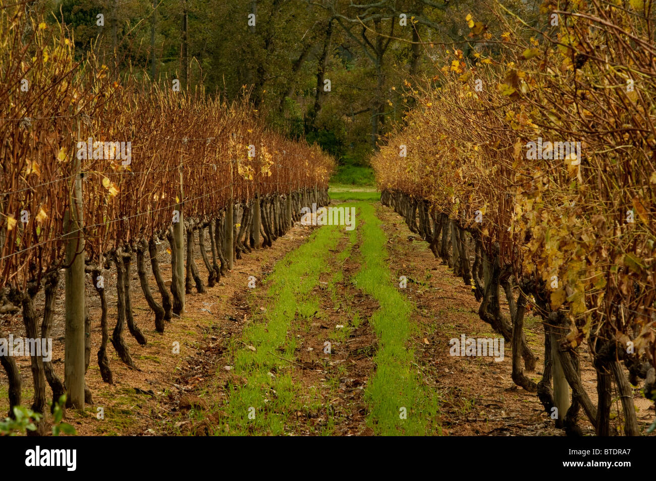 Vignoble de vignes qui ont perdu leurs feuilles comme les changements de saison Banque D'Images