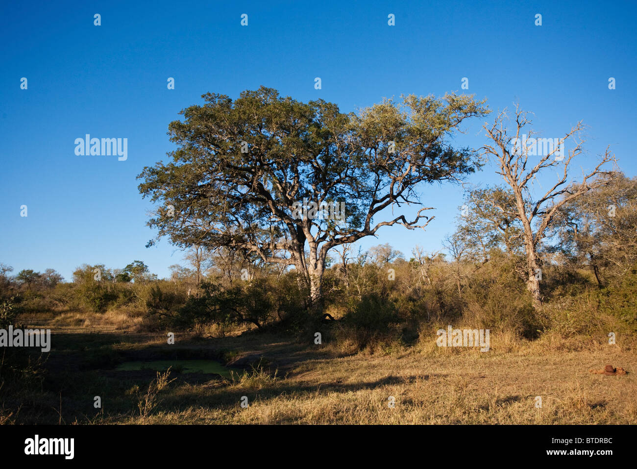Vue panoramique d'un arbre leadwood (Combretum imberbe) et point d'eau dans la savane du Parc National Kruger Banque D'Images