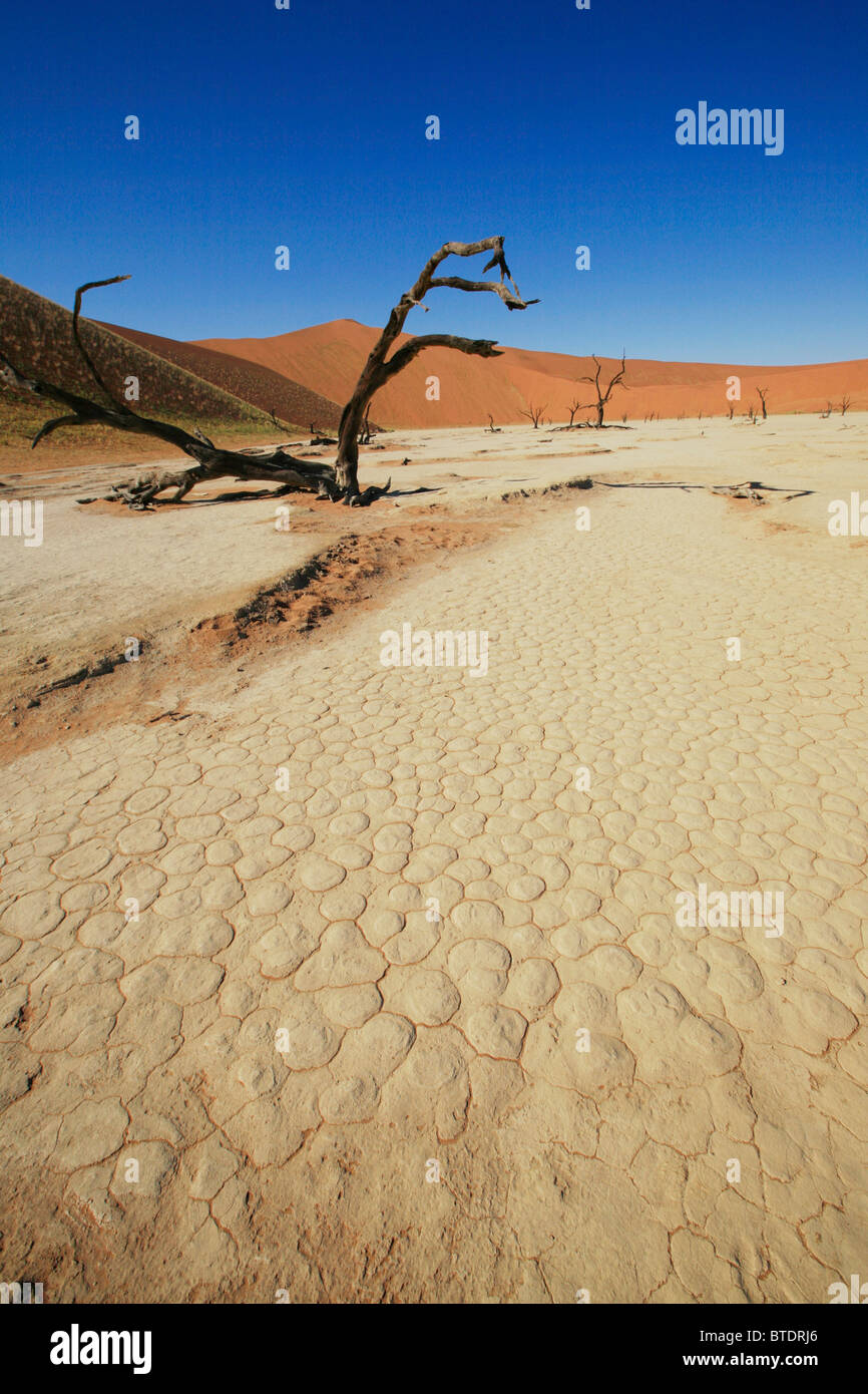 Dead Vlei paysage avec la terre craquelée et l'arbre mort Banque D'Images