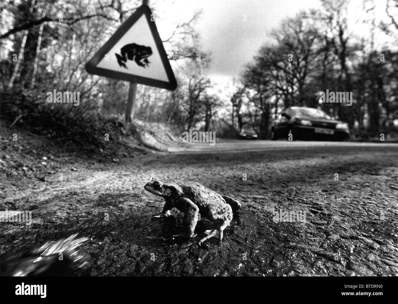 Un crapaud traversant une route dans le cadre d'un croisement 'toad' warning sign Banque D'Images