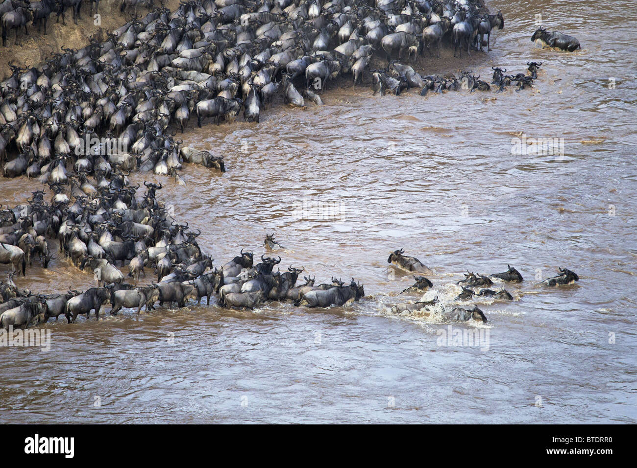 Vue aérienne de Gnou bleu (Connochaetes taurinus) traverser la rivière Mara Banque D'Images