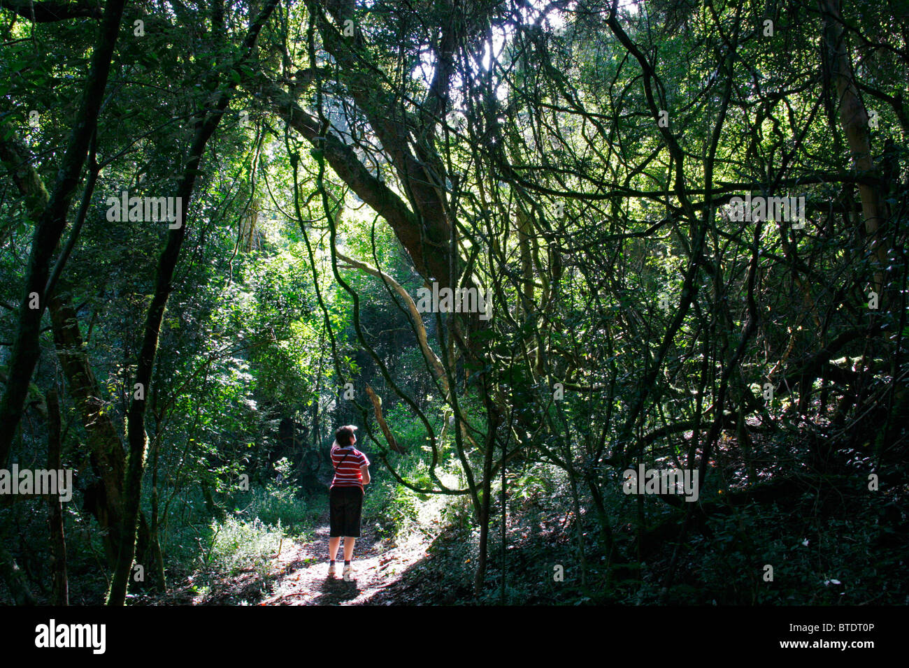 Un randonneur s'arrête pour admirer la vue sur un chemin forestier à Magoebaskloof Banque D'Images