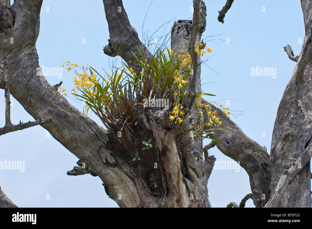 Les arbres de l'Afrique de l'ouest Banque D'Images