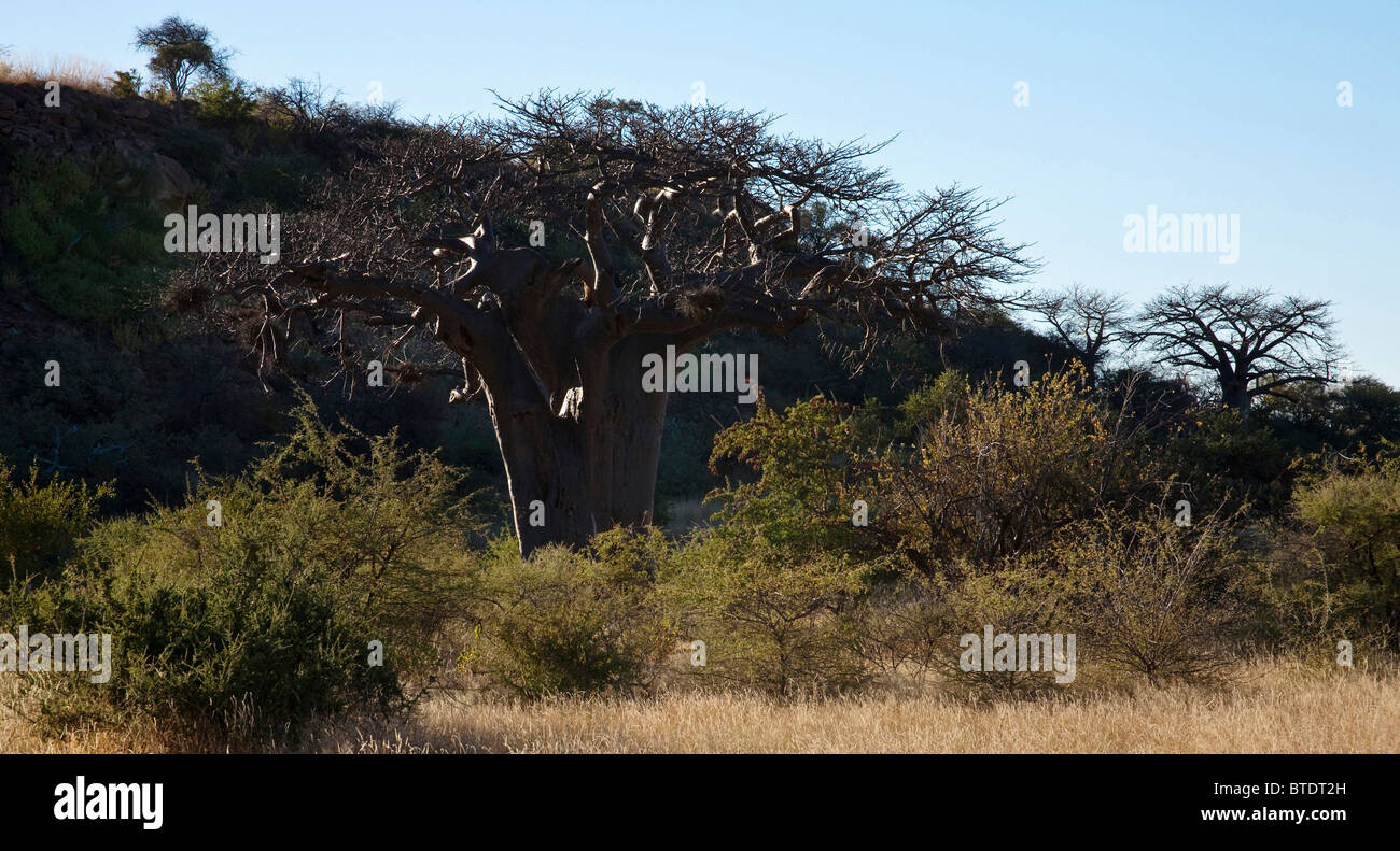 Baobab avec la lumière du soleil qui se reflète sur les branches Banque D'Images