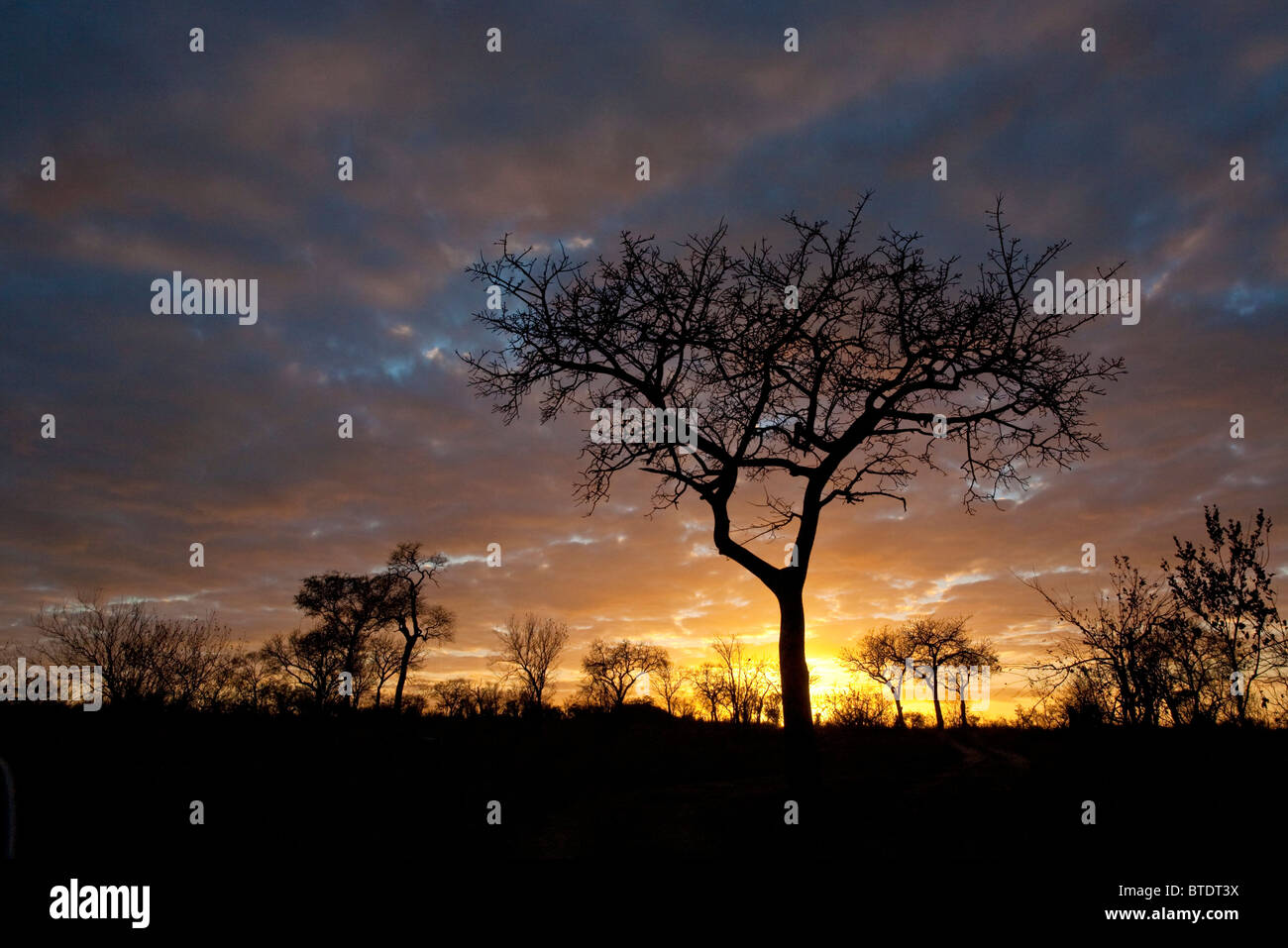 Bushveld Moody lever du soleil avec la silhouette des arbres Marula Banque D'Images