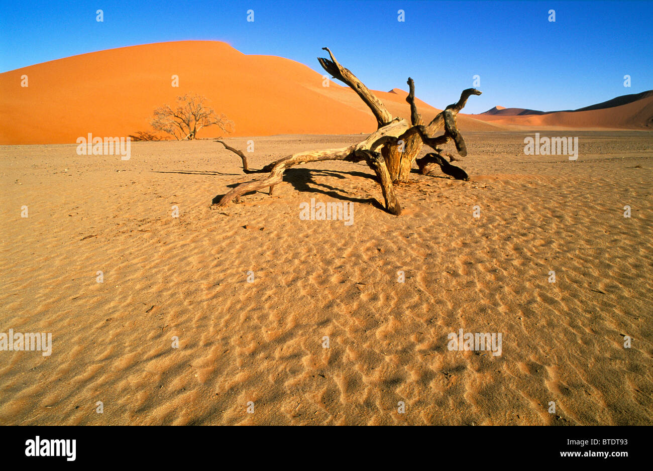 Dunescape avec des motifs dans le sable et l'arbre mort Banque D'Images