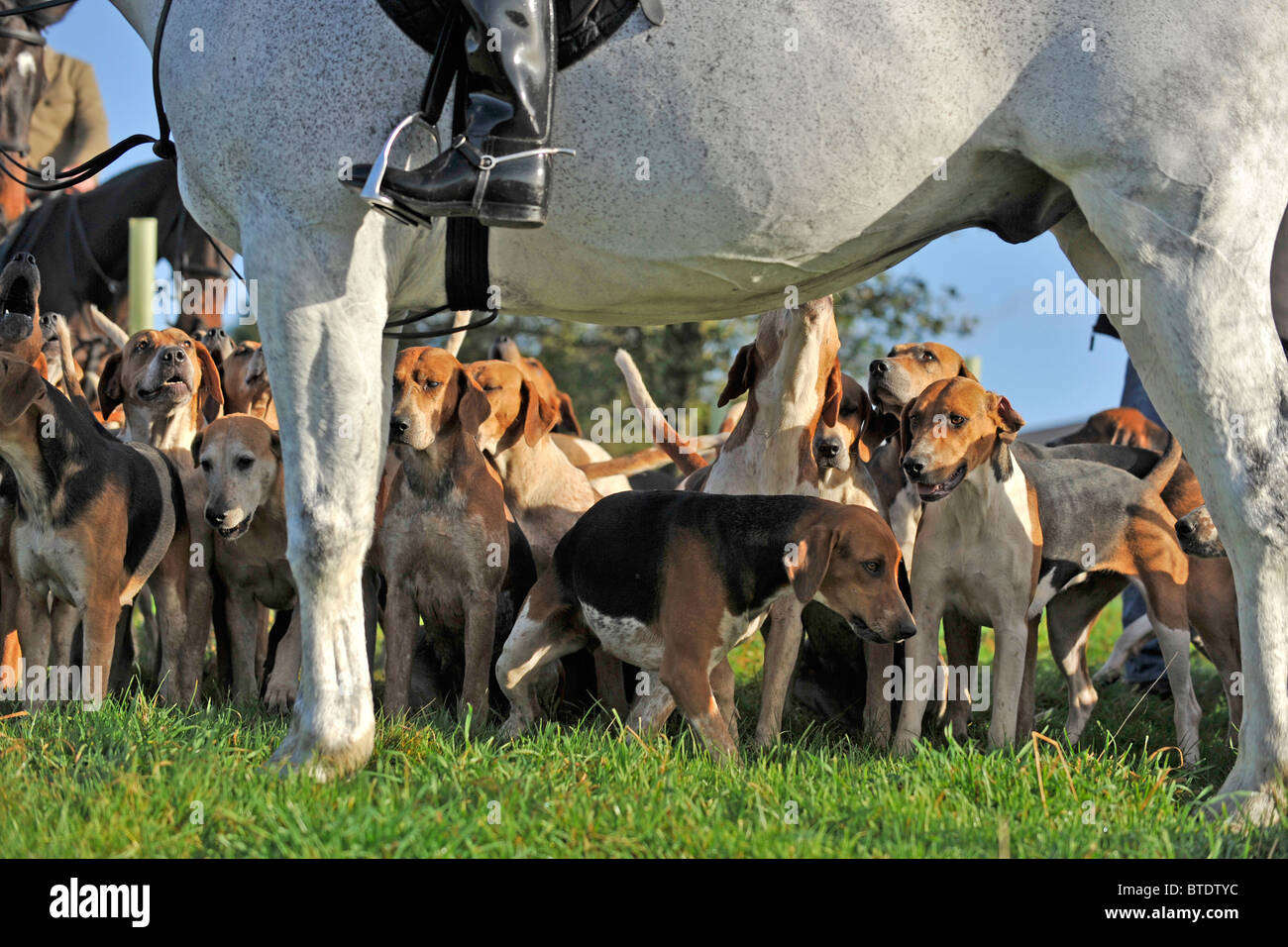 Foxhounds et huntsmans horse Banque D'Images