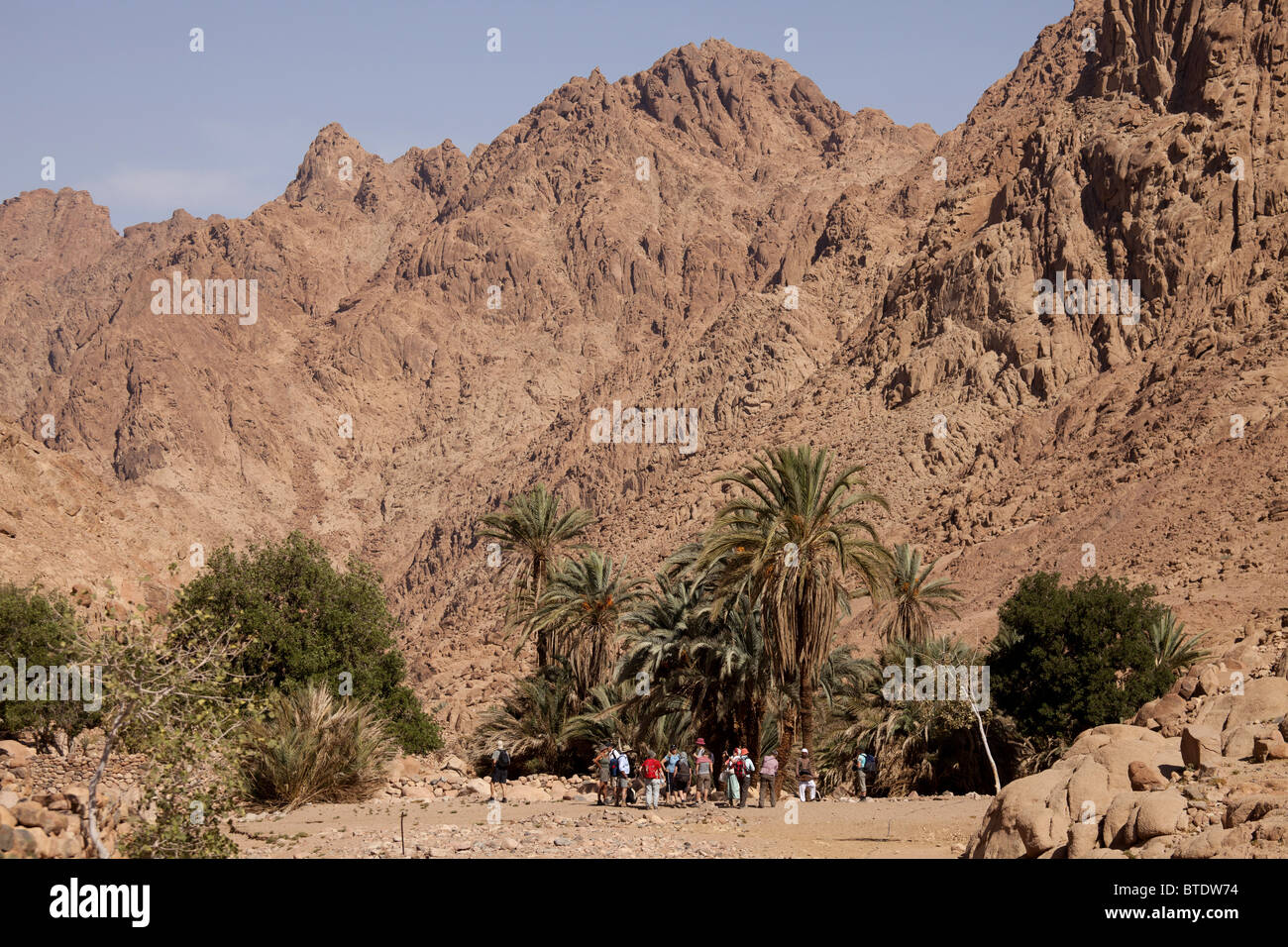 Groupe de tourisme et de dattiers à la fertile vallée de Wadi Tilah près de Saint Katherine ou El village Miga, Sinaï, Égypte, Afrique, Banque D'Images