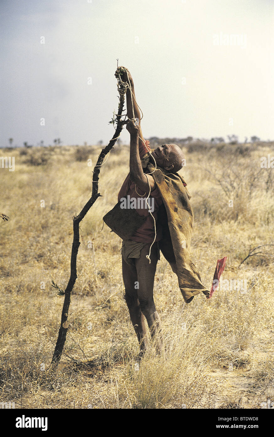 Une vieille Khoi San (bushman) prépare un piège à oiseaux à l'aide d'un morceau de corde et une branche Banque D'Images