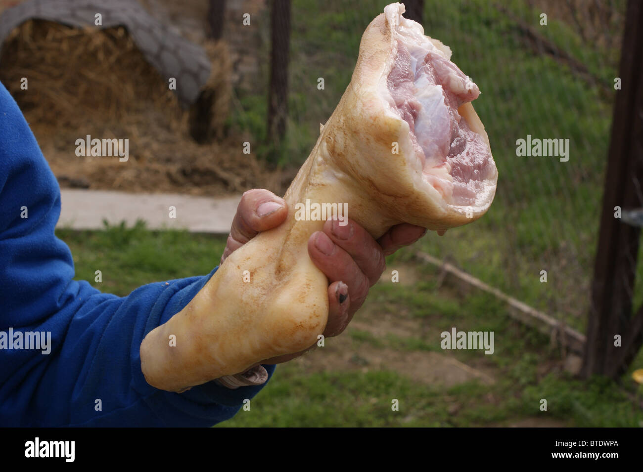 L'abattage d'un porc de plus en plus d'accueil dans une zone rurale Banque D'Images