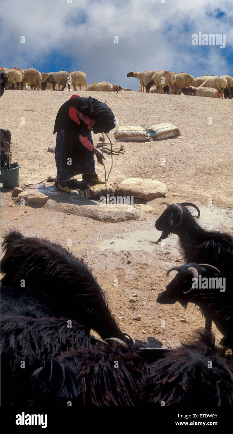 Chaise BÉDOUINE GIRL WATERING CHÈVRES D'UN DÉSERT BIEN DANS LE NÉGUEV Banque D'Images