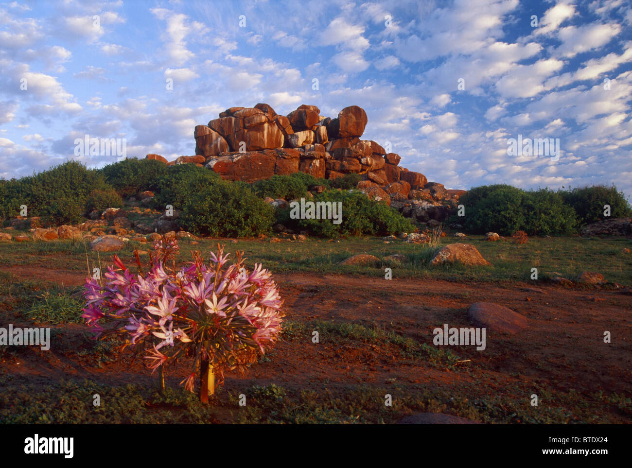 Fleur Chorale de la côte ouest dans le contexte d'un rocher koppie et un ciel assombri attractif Banque D'Images