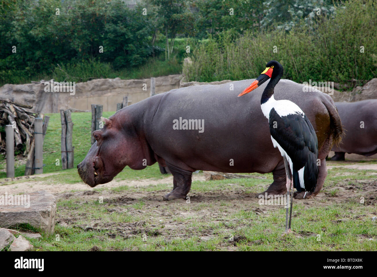 La piqûre à bill stork et hippo dans un zoo. Banque D'Images