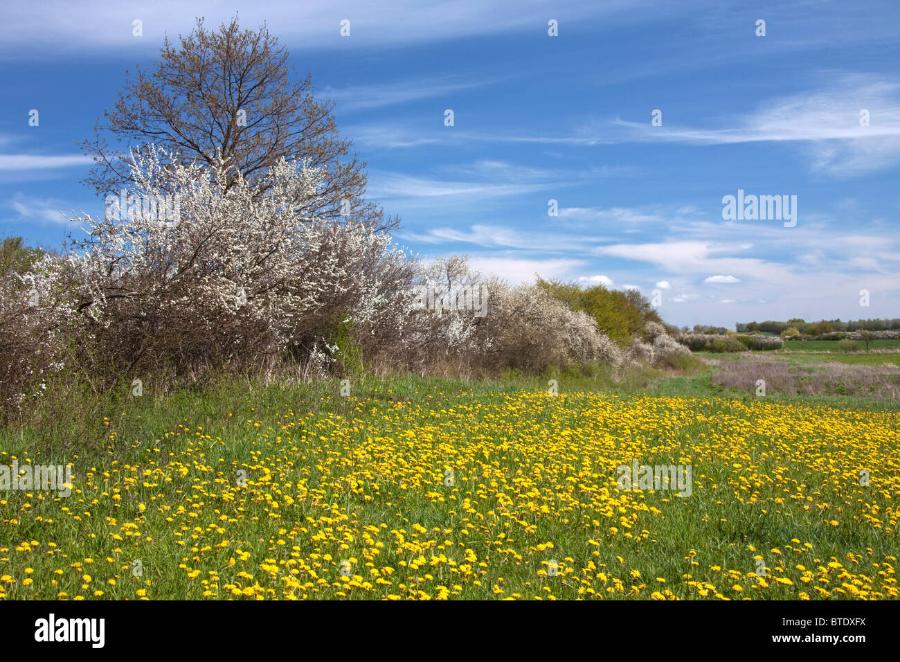 Au printemps avec la floraison de couverture prunellier / prunelle (Prunus spinosa) et le pissenlit (Taraxacum officinale) dans la zone, Allemagne Banque D'Images