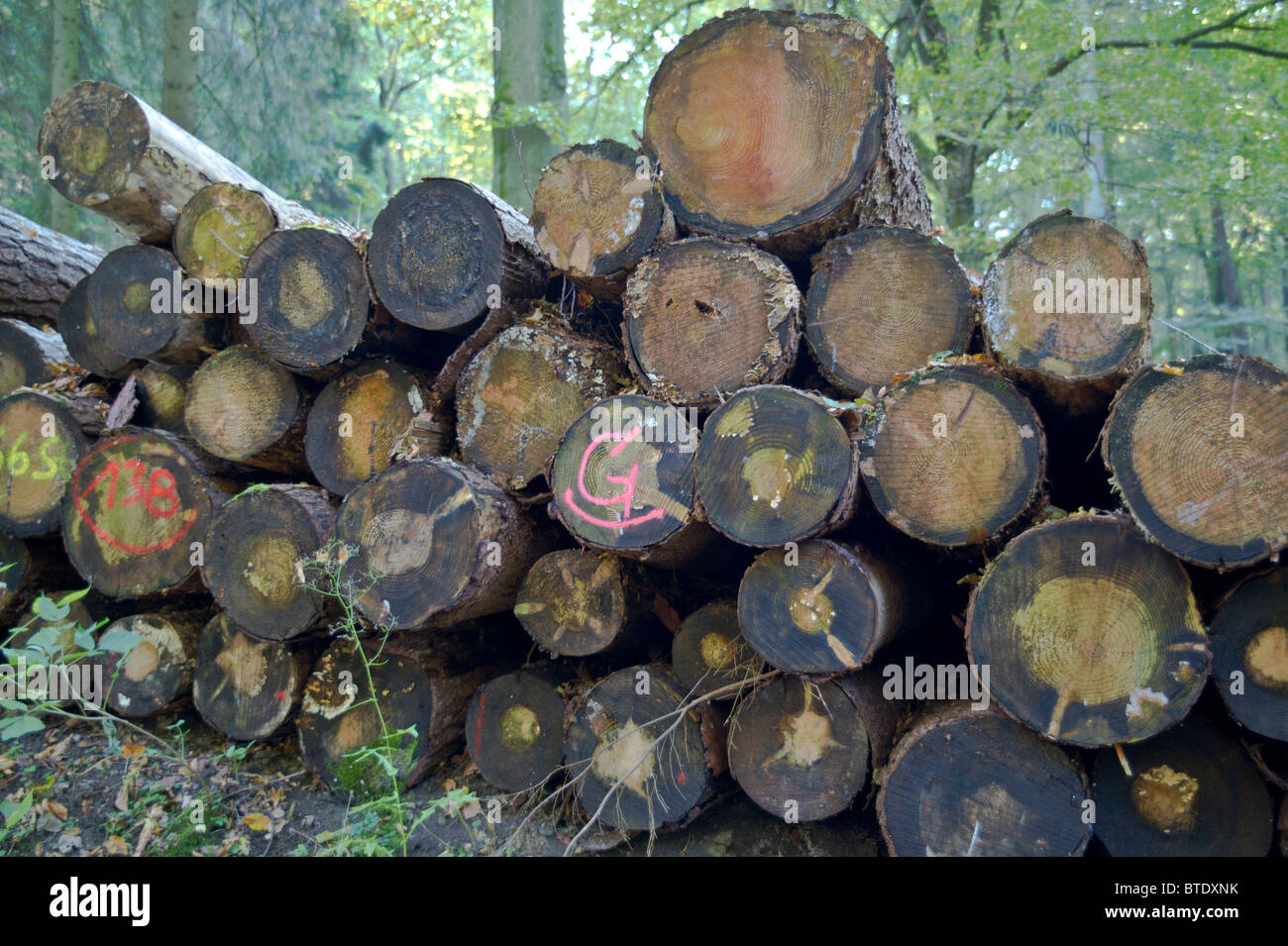 Les troncs des arbres dans une forêt pittoresque, Baumstämme in einem Wald Banque D'Images